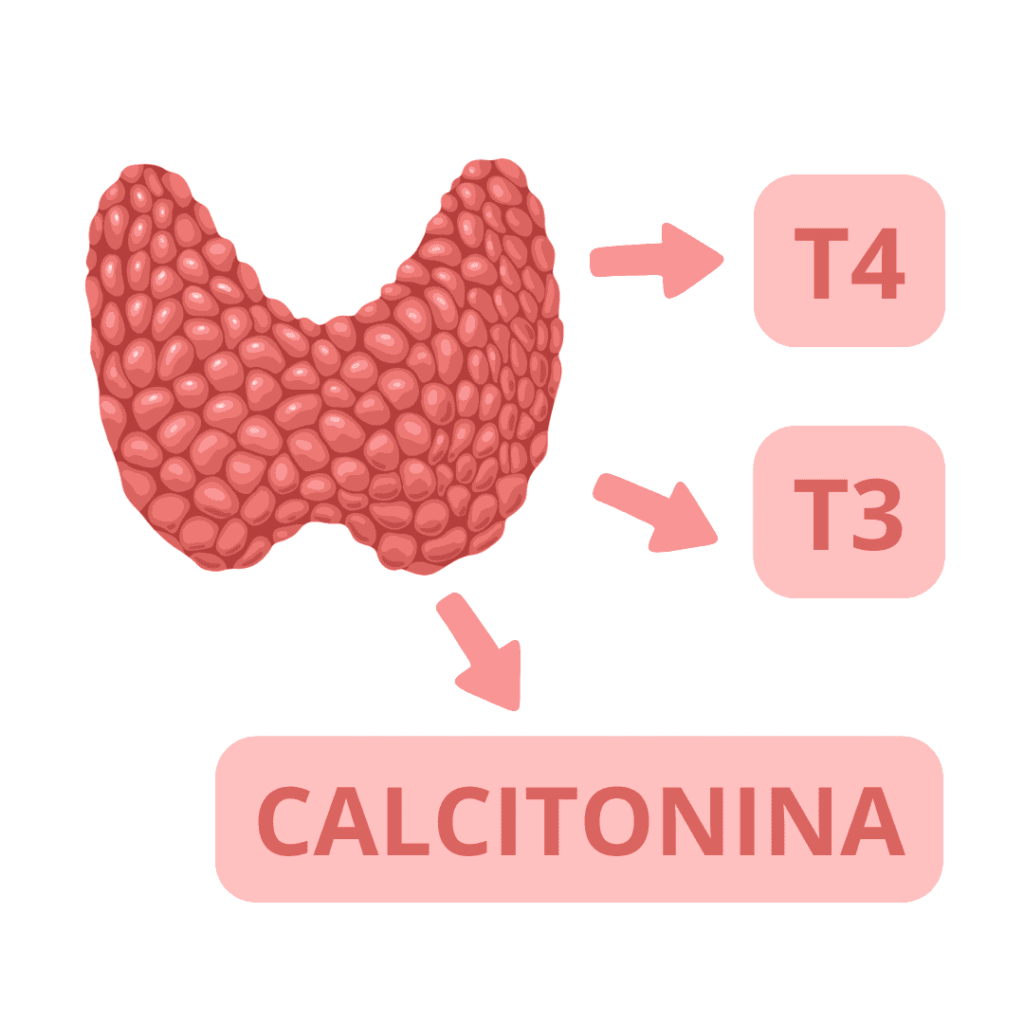 La tiroides como afecta nuestro cuerpo