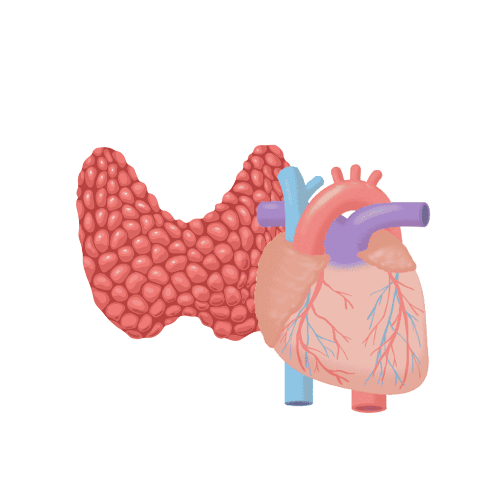 corazón