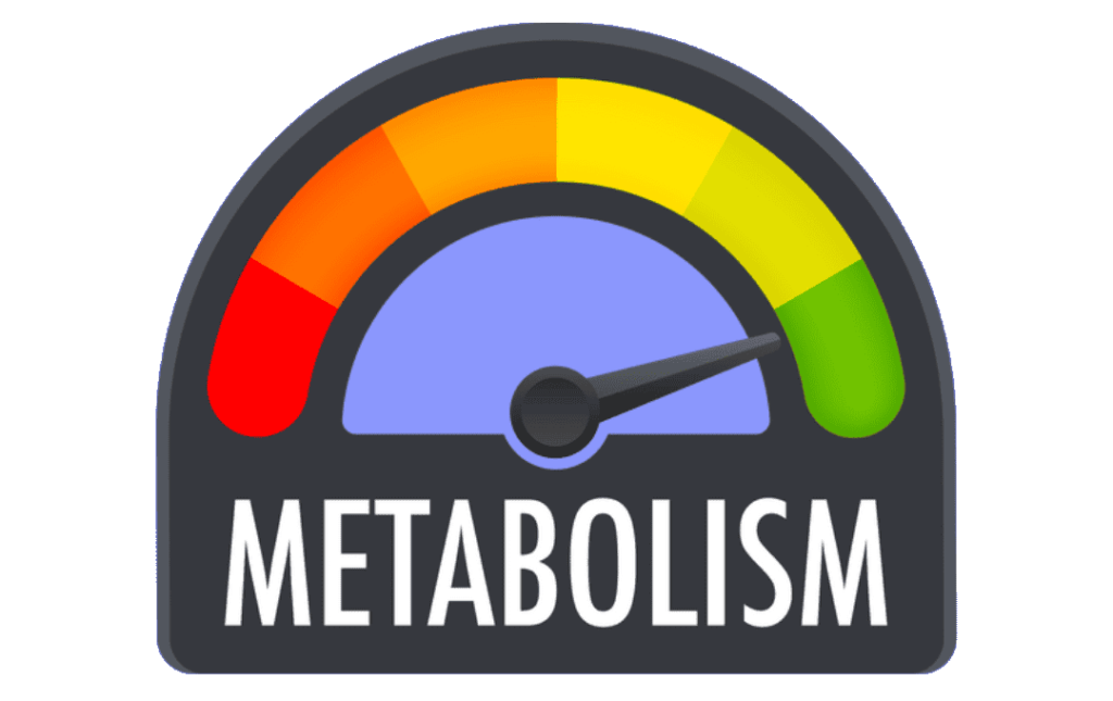 La tiroides y el metabolismo