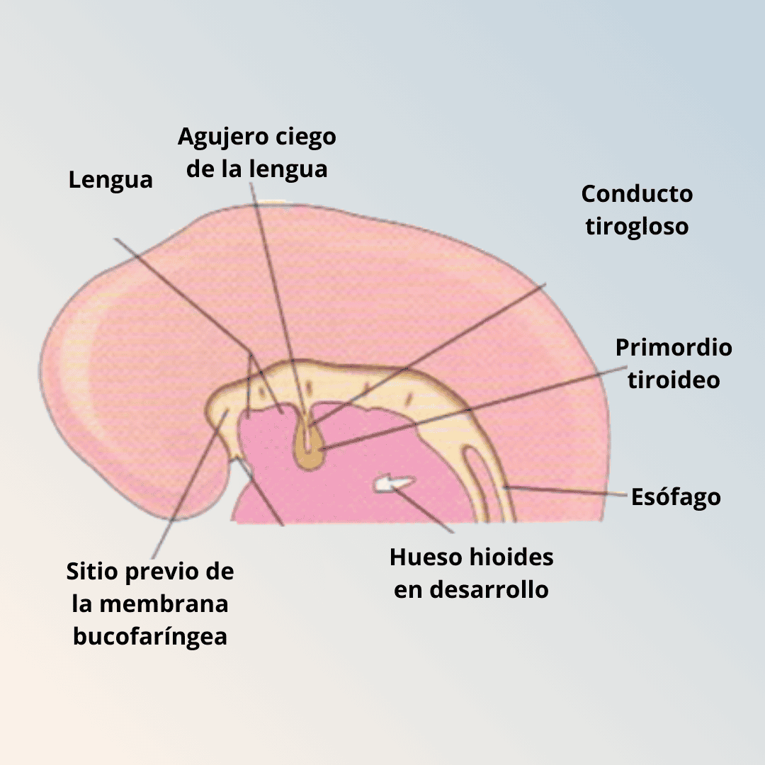 Autoinmune Tiroiditis