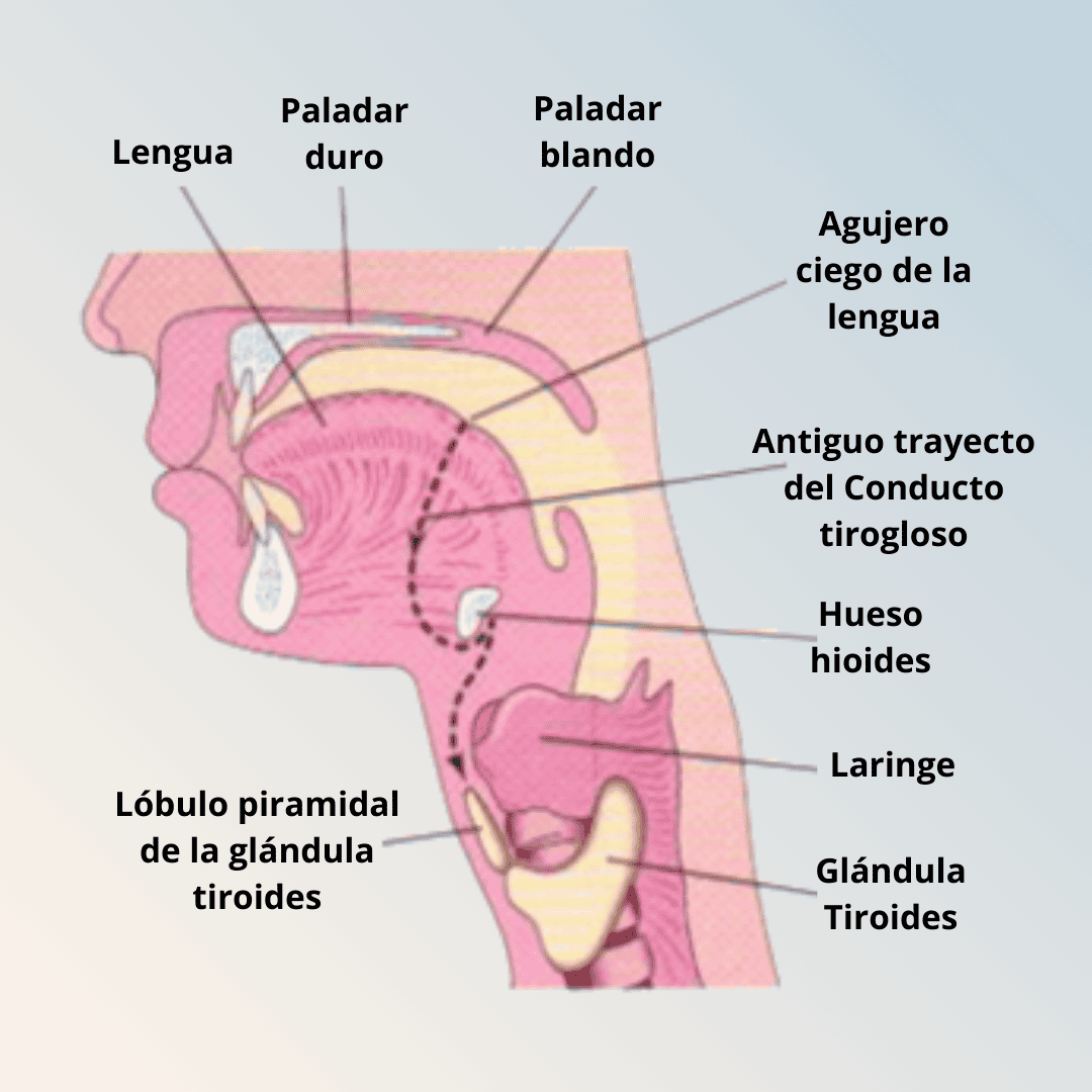 Autoinmune Tiroiditis