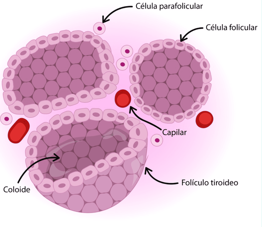 Autoinmune Tiroiditis