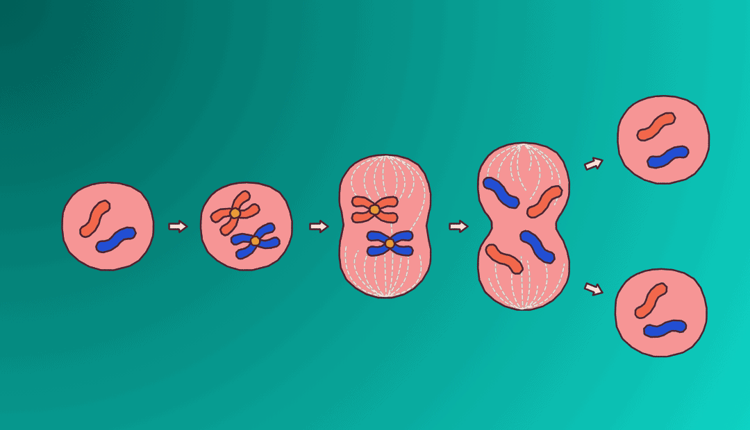 Autoinmune Tiroiditis